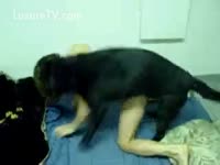 Dog xxx fucks her owner from behind